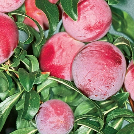 Ruby Sweet Plum Standard Dormant Bare Root Starter Fruit Tree, 1-Pack
