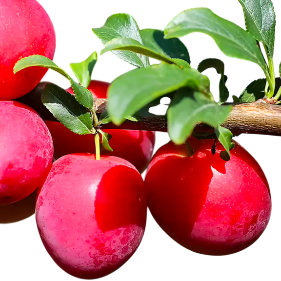 Ruby Sweet Plum Tree Live Fruit Tree  7 Gallon Potted Plant, Sweet Red Plums, Mature Productive Cold Hardy Plum Tree