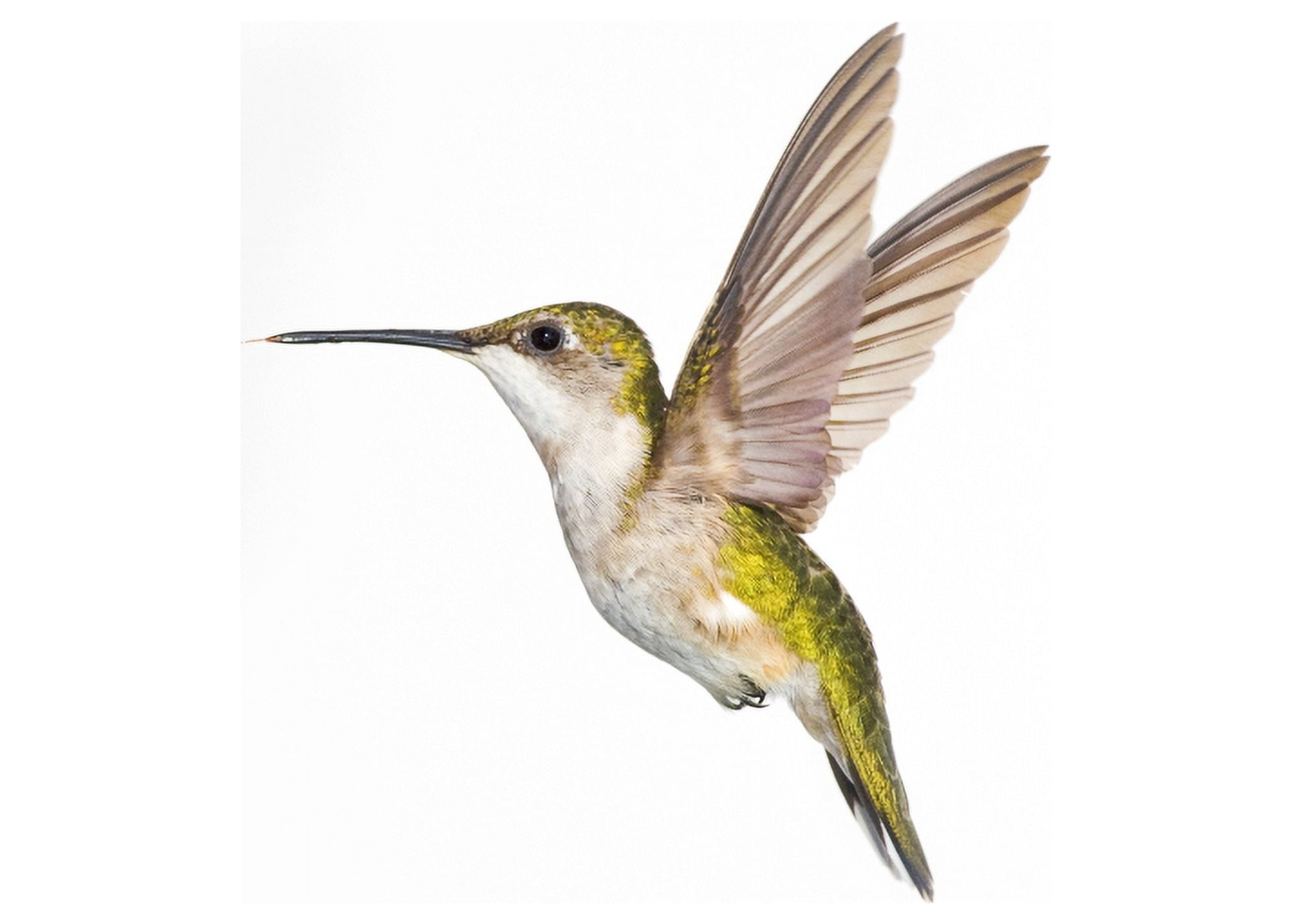 Ruby-Throated Hummingbird (Archilochus Colubris) Female Fairly Common In Gardens Nova Scotia Canada Canvas Art - Thomas Kitchin & Victoria Hurst Design Pics (16 x 11)