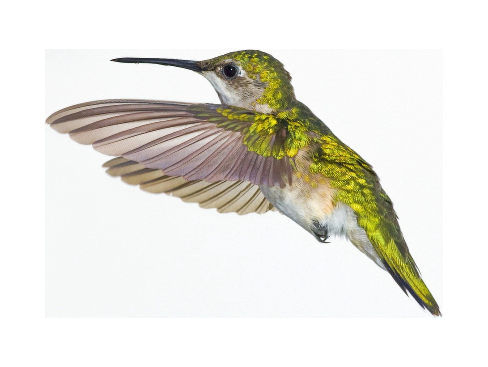 Ruby-Throated Hummingbird (Archilochus Colubris) Female Fairly Common In Gardens Nova Scotia Canada Canvas Art - Thomas Kitchin & Victoria Hurst  Design Pics (16 x 12)
