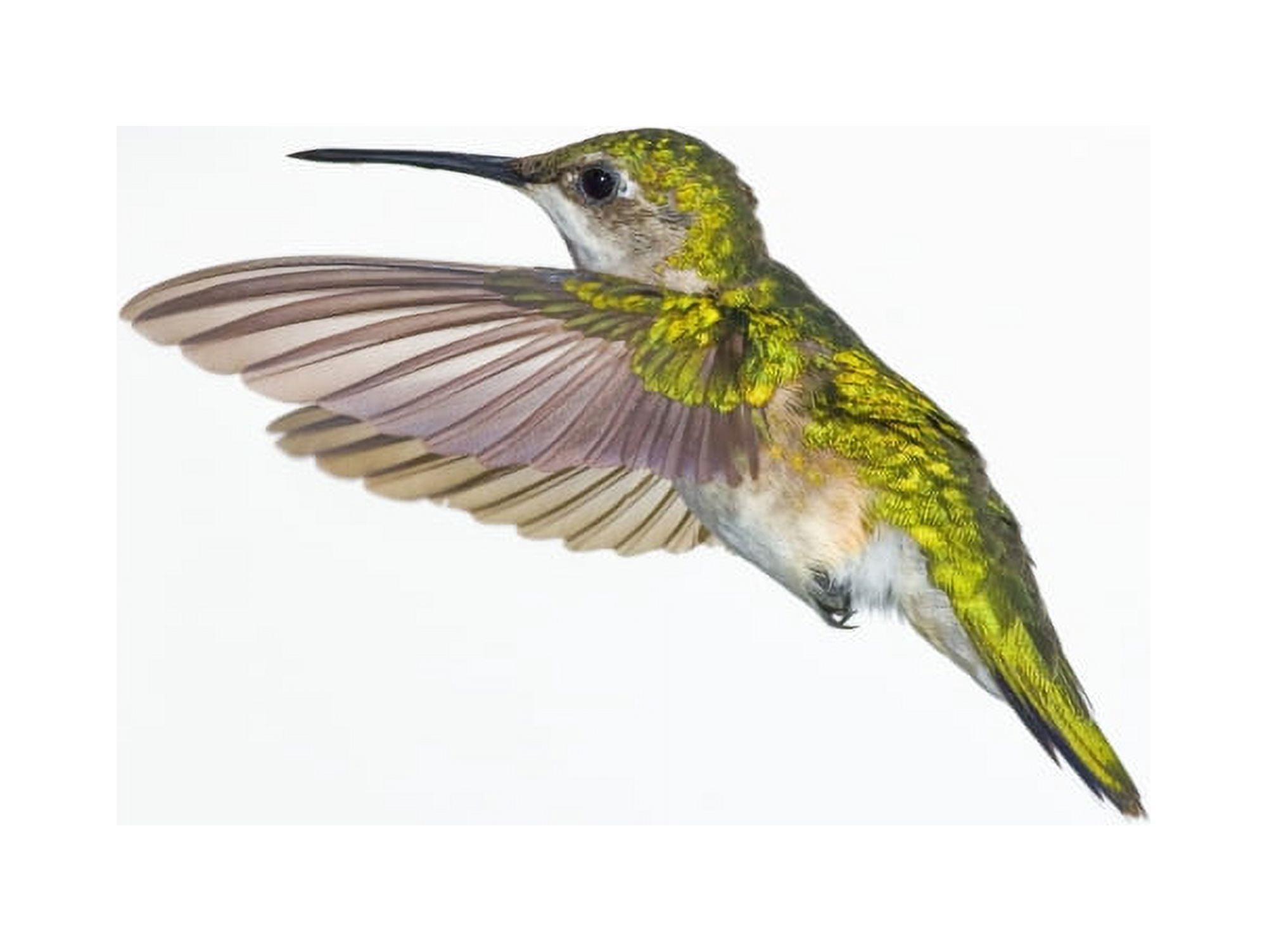 Ruby-Throated Hummingbird (Archilochus Colubris) Female Fairly Common In Gardens Nova Scotia Canada Canvas Art - Thomas Kitchin & Victoria Hurst Design Pics (32 x 24)