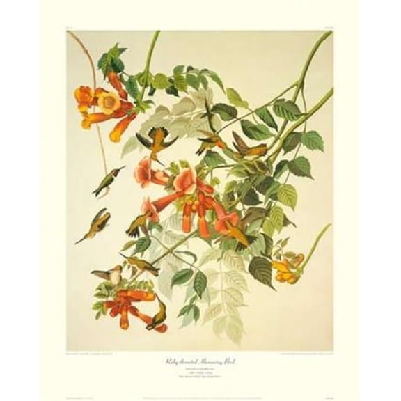 Ruby-Throated Hummingbird - Decorative Border Poster Print by John James Audubon - 8 x 10 - Small