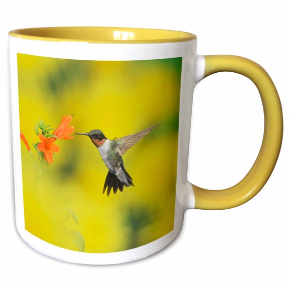 3drose, Ruby Throated Hummingbird Feeding at Honeysuckle, Hill Country, Texas, 11oz Two-tone Yellow Mug