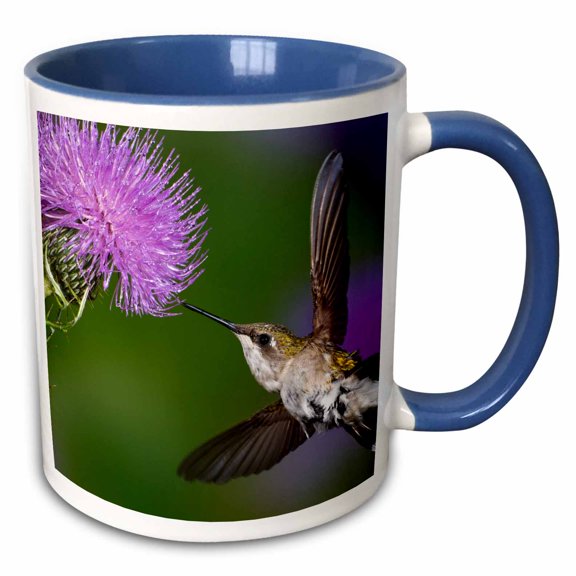 3drose, Ruby-throated Hummingbird in Flight at Thistle Flower - Na02 Aje0351 - Adam Jones, 11oz Two-tone Blue Mug