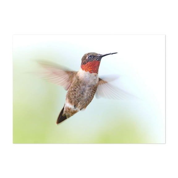 Ruby-Throated Hummingbird - Photography Bird Wildlife Nature Animal Scenic Woodland Insect Unframed Wall Art Print 4 x 6 inches