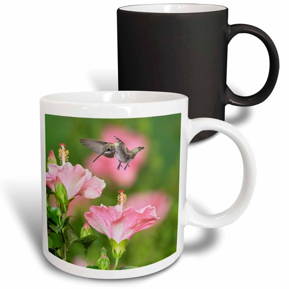 3drose, Ruby-throated Hummingbird Young Male Feeding on Hibiscus, Texas, Usa, 11oz Magic Transforming Mug