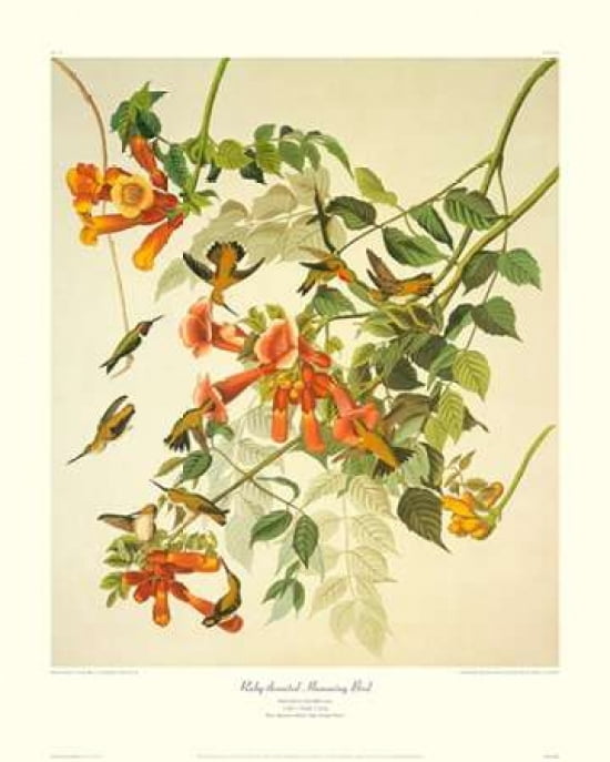 Ruby-Throated Hummingbird (decorative border) Canvas Art - John James Audubon (24 x 30)