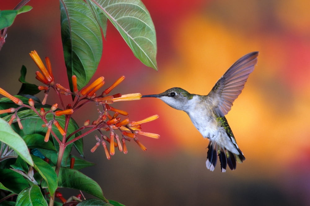 Ruby-throated Hummingbird (Archilochus colubris) on Cigar (Hamelia patens) plant Marion County Illinois USA Canvas Art - Panoramic Images (24 x 36)