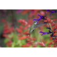 thumbnail image 1 of Ruby-throated hummingbird on purple majesty salvia. Marion County Illinois. Poster Print by Richard & Susan Day, 1 of 3