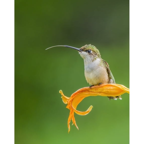 Ruby-throated hummingbird resting on an orange lily with a green background; Redbridge Ontario Canada by Julie