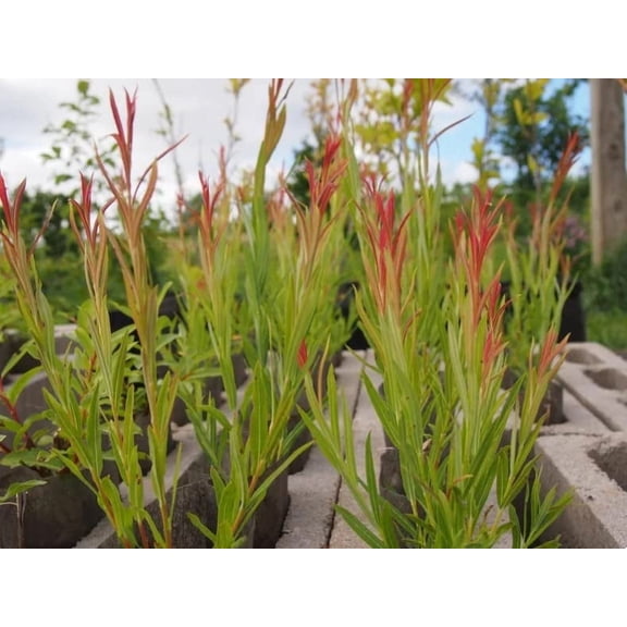 Rubykins Willow Tree Cuttings - Attractive Red Tips, Popular for Basketry (10 Cuttings)