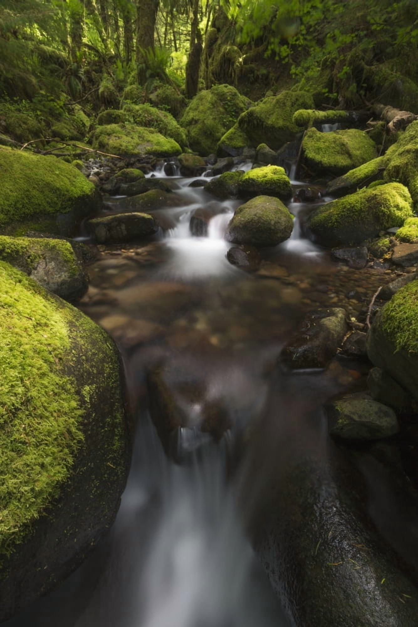 Ruckel Creek Oregon United States of America Canvas Art - Robert Postma Design Pics (12 x 19)