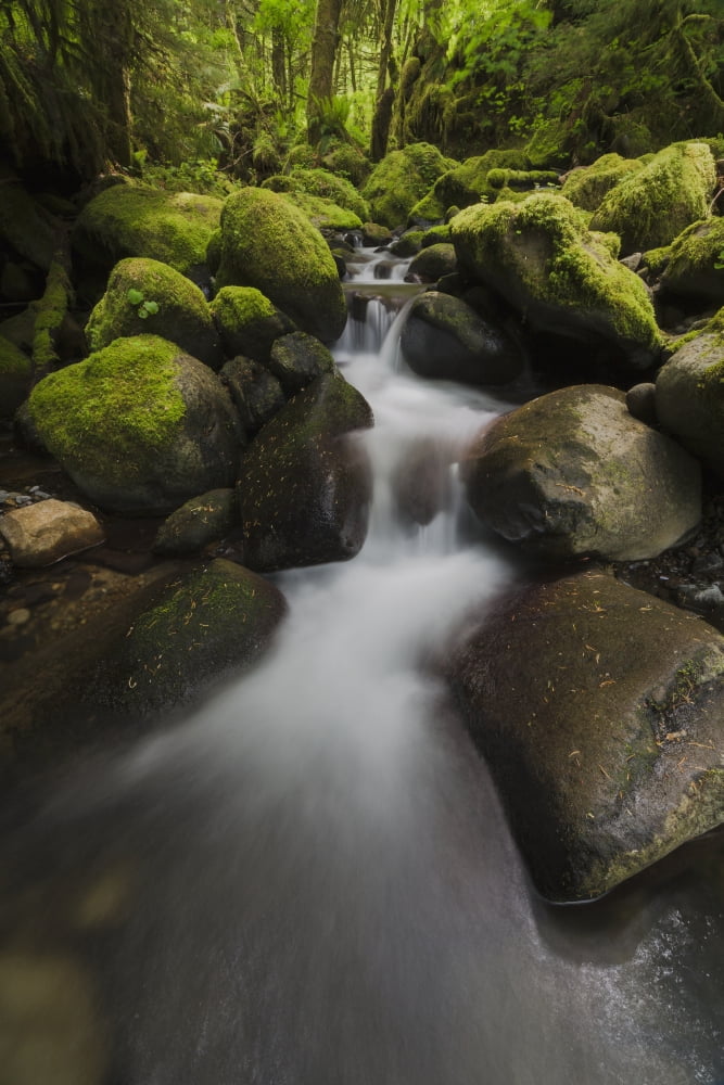 Ruckel Creek Oregon United States of America Canvas Art - Robert Postma Design Pics (24 x 38)