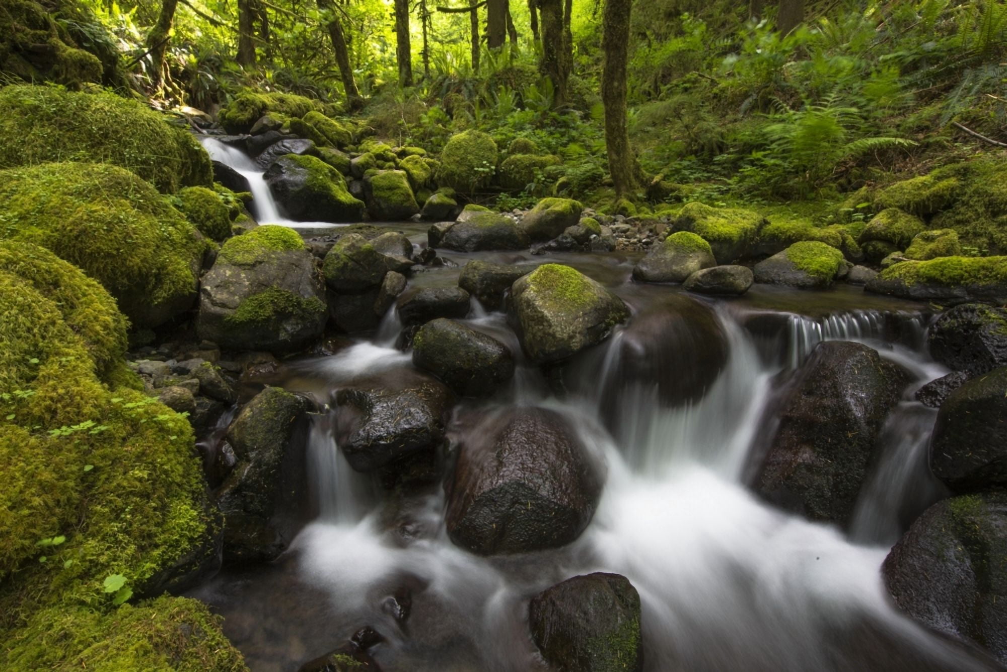 Ruckel Creek Oregon United States of America Canvas Art - Robert Postma Design Pics (38 x 24)