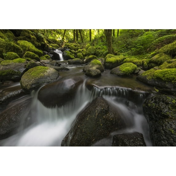 Ruckel Creek; Oregon, United States of America Poster Print (19 x 12)