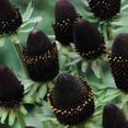 thumbnail image 1 of Rudbeckia (Black Eyed Susan) Seeds - Green Wizard - 500 Seeds - Green Blooms - Perennial Black-Eyed Susan Cut Flower Garden Seed, 1 of 2