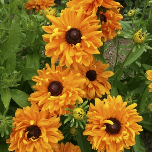 Rudbeckia Goldilocks Organic Seed - NON-GMO - 50 Seeds