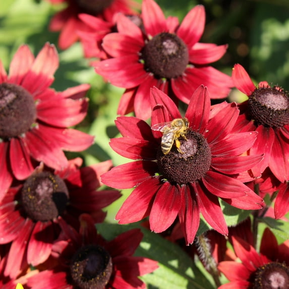 Rudbeckia Hirta Cherry Brandy Drought Tolerant Garden Plant Flower Seeds - 50 Seeds