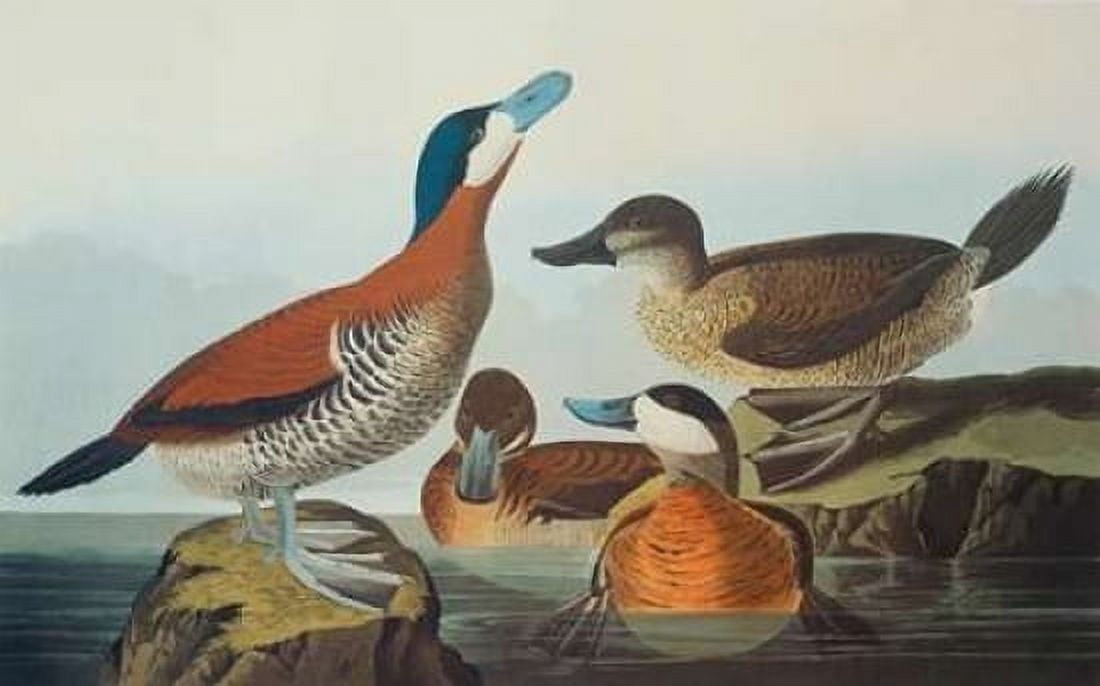 Ruddy Duck Canvas Art - John James Audubon (24 x 36)