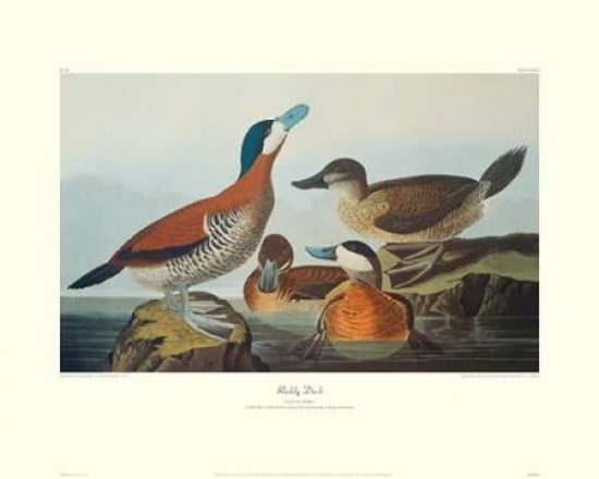 Ruddy Duck (decorative border) Canvas Art - John James Audubon (24 x 30)