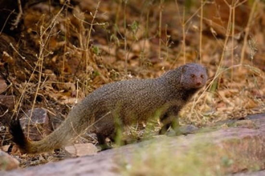 Ruddy Mongoose Ranthambhore NP Rajasthan INDIA Canvas Art - Pete Oxford DanitaDelimont (29 x 19)