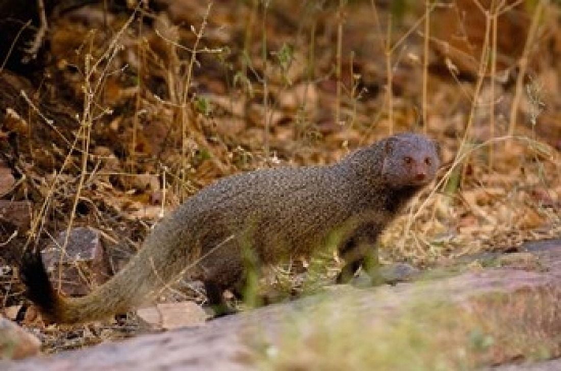 Ruddy Mongoose Ranthambhore NP Rajasthan INDIA Canvas Art - Pete Oxford DanitaDelimont (36 x 24)