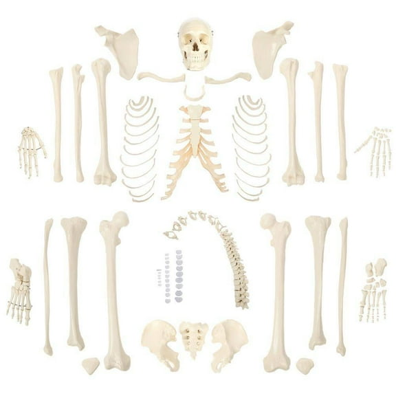 Rudiger Anatomie Premium Complete Disarticulated Skeleton