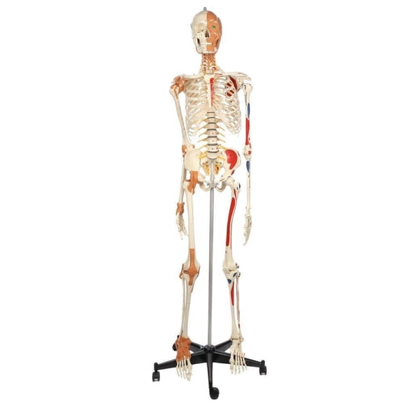 Rudiger Anatomie Premium Deluxe Super Skeleton with Musculature and Ligaments