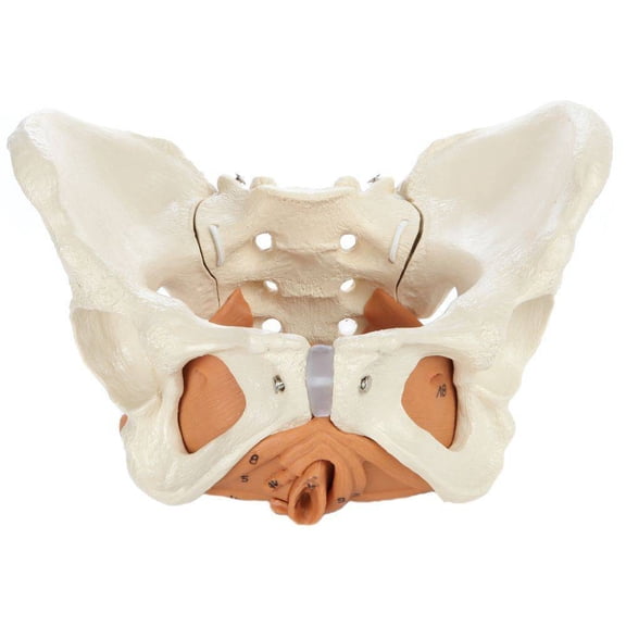 Rudiger Anatomie Premium Female Pelvis with Pelvic Floor Muscles