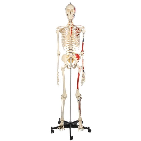 Rudiger Anatomie Premium Human Skeleton with Flexible Spine, Muscle Paintings, and Arteries