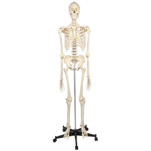 Rudiger Anatomie Premium Standard Human Skeleton with Stand