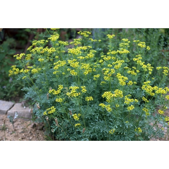 Rue Seeds (Ruta graveolens) 100 Seeds (0.2 grams)