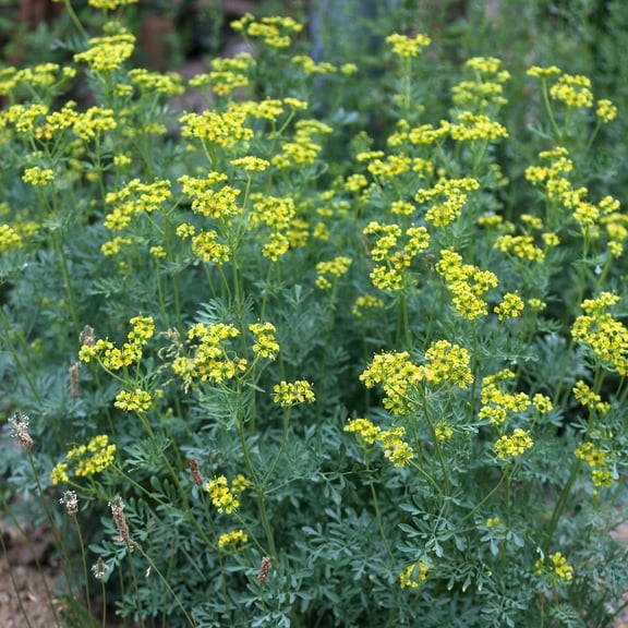 Rue Seeds Rutaceae - 100 Heirloom Seeds for Planting Ruta graveolens - Non-GMO & Untreated Perennial Medicinal Herb, Sallowtail Butterflies
