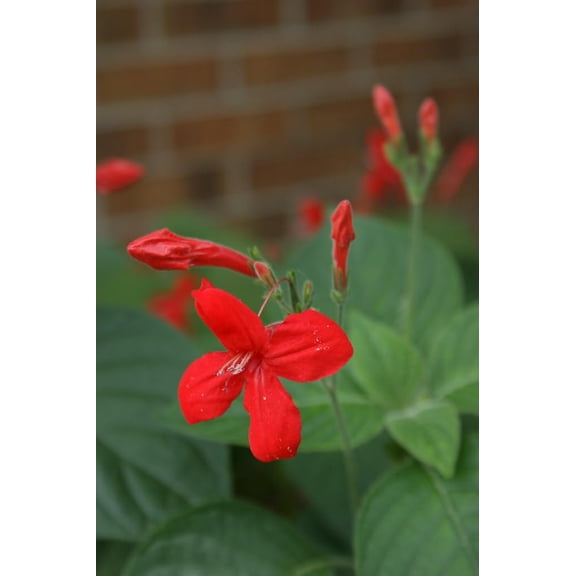 Ruellia Brazilian Red Starter Plants, Lot of 2