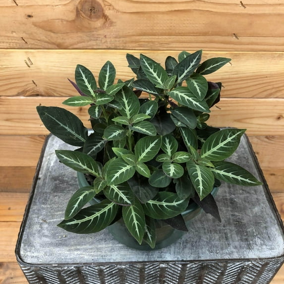 Ruellia Makoyana Trailing Velvet, 6" Plant, The Plant Farm