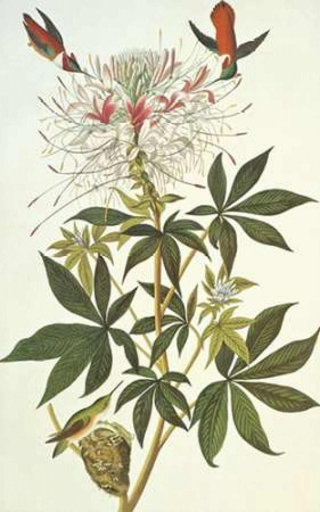 Ruff-Necked Hummingbird Canvas Art - John James Audubon (12 x 18)
