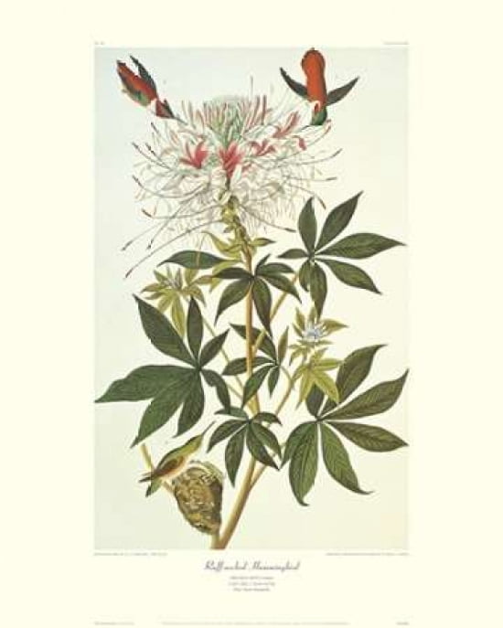 Ruff-Necked Hummingbird (decorative border) Canvas Art - John James Audubon (24 x 30)