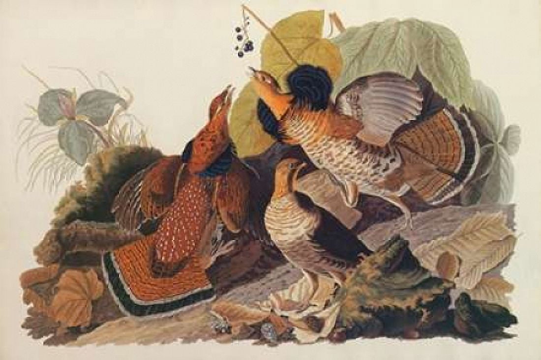 Ruffed Grouse Canvas Art - John James Audubon (12 x 18)
