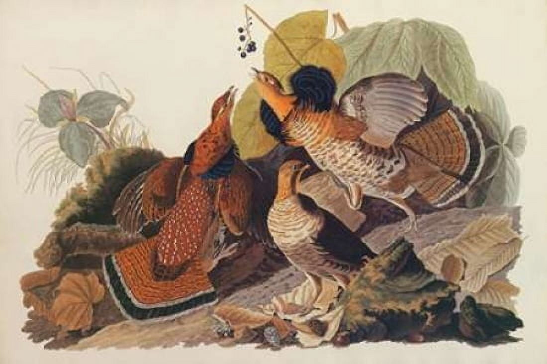Ruffed Grouse Canvas Art - John James Audubon (24 x 36)