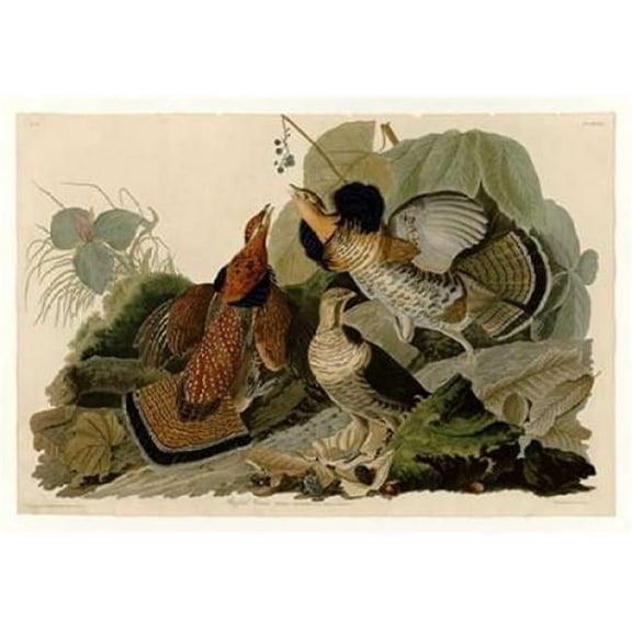Ruffed Grouse Poster Print by John James Audubon - Small