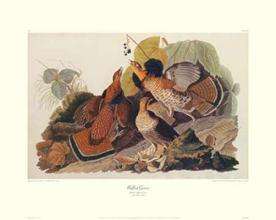 Ruffed Grouse (decorative border) Canvas Art - John James Audubon (24 x 30)