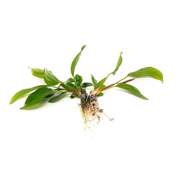 Ruffled Amazon Sword (Echinodorus Martii) Small Live Aquarium Plants BUY 2 GET 1 FREE