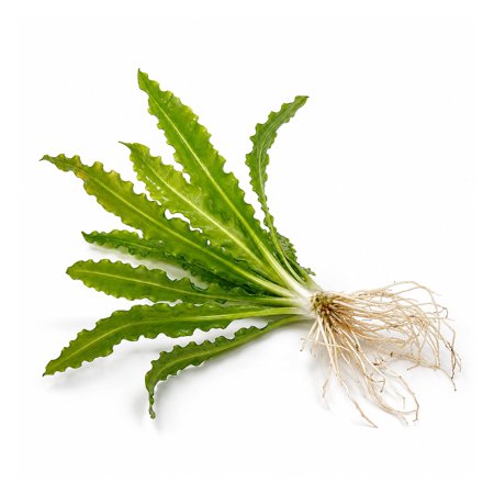Canton Aquatics Ruffled Amazon Sword Live Aquarium Plant, Small 5-8 Inches