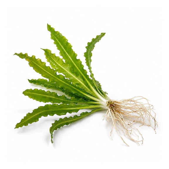 Canton Aquatics Ruffled Amazon Sword Live Aquarium Plant, Small 5-8 Inches
