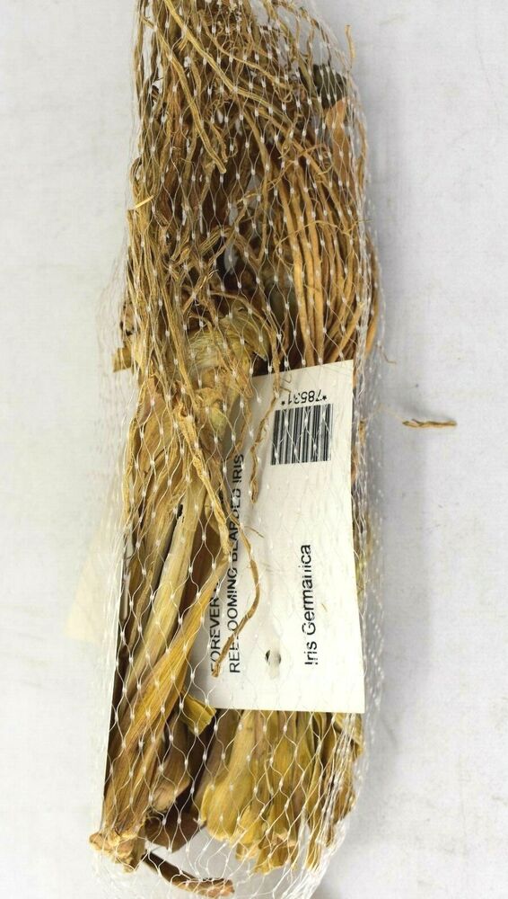 Ruffled Bearded Iris Garden Germanica Plant Wildflowers Bloom 3 Bulbs