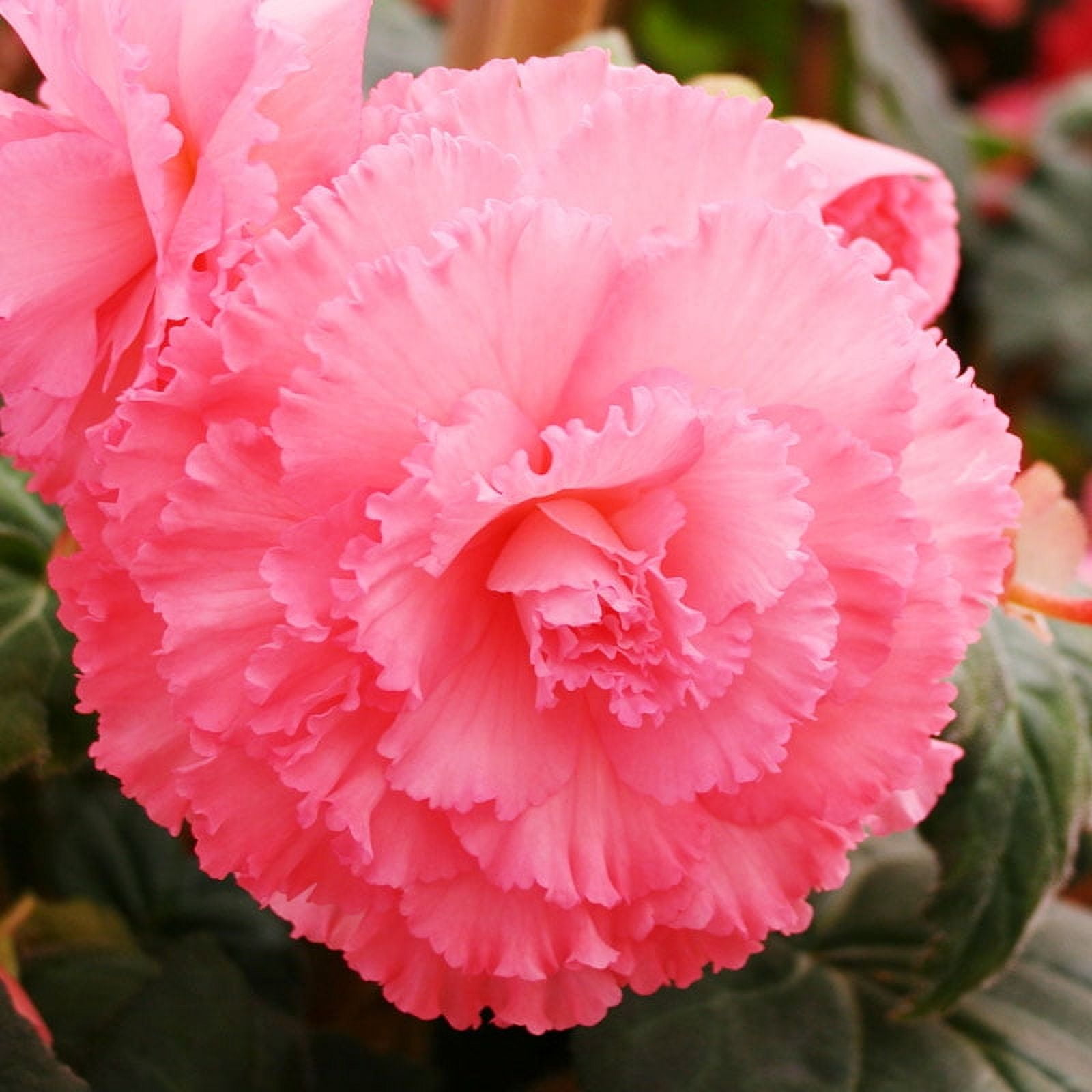 Ruffled Pink Begonia Flower Bulbs - 3 Tuber per Pack - Deer Resistant ...