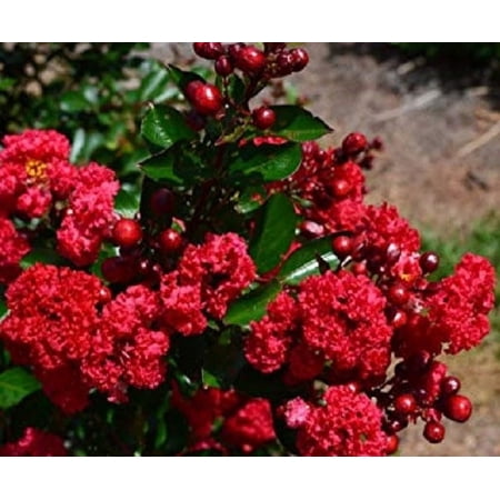Ruffled Red Magic Crape Myrtle - Live Plant - ( FG )