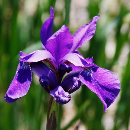 Ruffled Velvet Siberian Iris Flower Bulbs - 5 Roots per Pack - Attracts Butterflies and Hummingbirds - Deer Resistant - Good as Cut Flowers - Naturalizing - Perennializing - Live Plant Garden