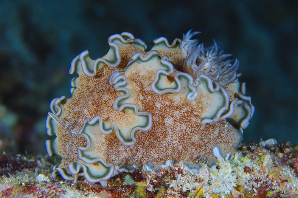 Ruffled nudibranch on coral Solomons Canvas Art - Steve JonesStocktrek Images (18 x 12)