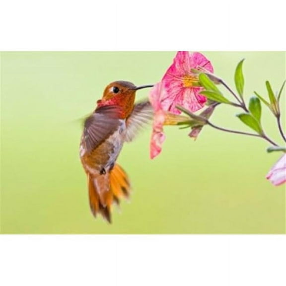 Rufous Hummingbird Feeding in a Flower Garden British Columbia Canada Poster Print by Larry Ditto
